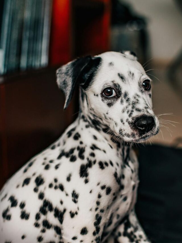 Dalmatian, training, tips, new owners, basics, socialization, exercise, positive reinforcement, professional help,