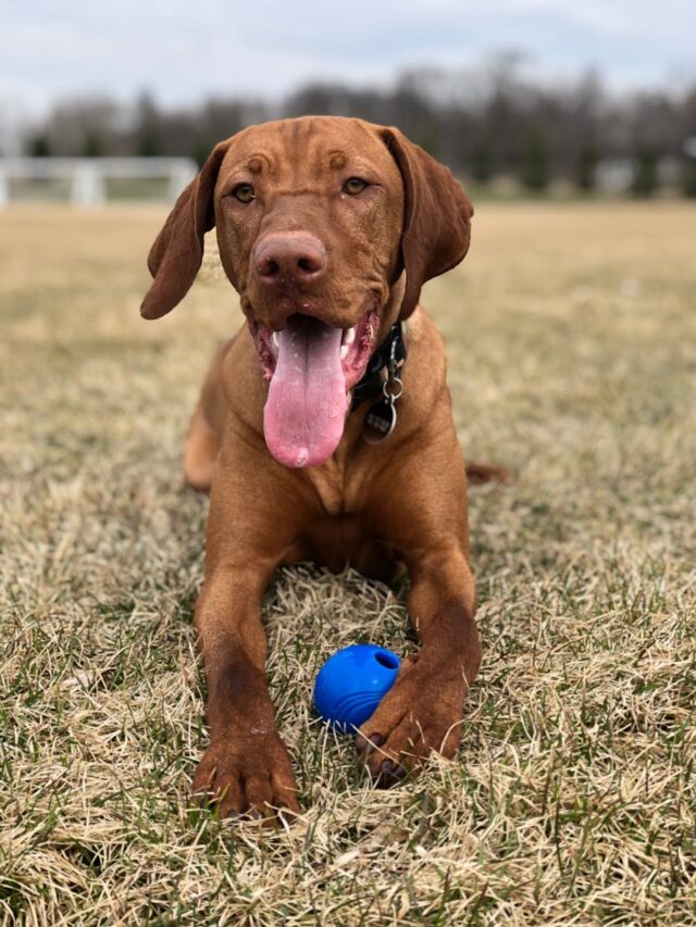 Vizsla, training tips, new owners, consistency, positive reinforcement, socialization, exercise, mental stimulation, patience, professional training,