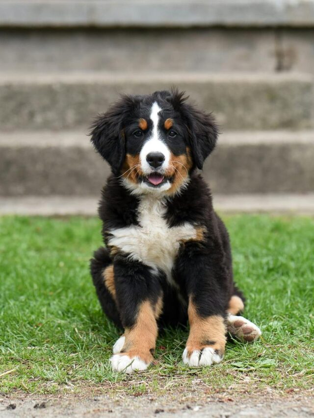 Bernese Mountain Dog, family pets, affectionate, gentle, protective, playful, adaptable, easygoing, companionship,