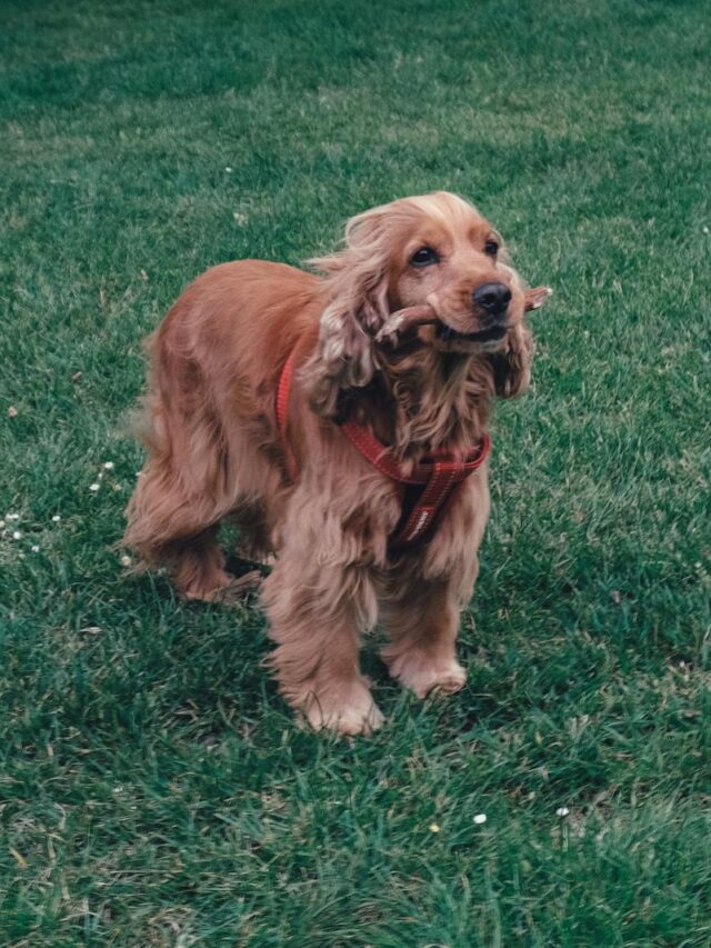 Cocker Spaniel, grooming tips, brushing, bathing, ear care, nail trimming, dental hygiene, eye care, professional grooming,