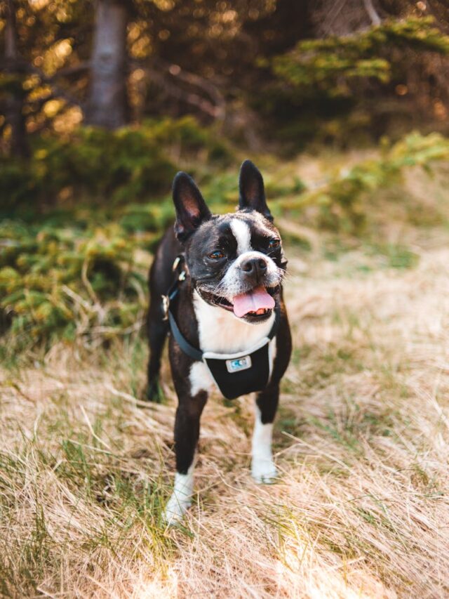 Boston Terrier, family pets, affectionate, playful, adaptability, good with kids, low maintenance, intelligence, loyal,