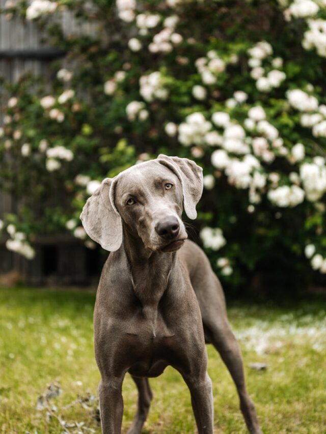 Weimaraners, health issues, bloat, hip dysplasia, hypothyroidism, allergies, hemophilia, eye disorders, ear infections,