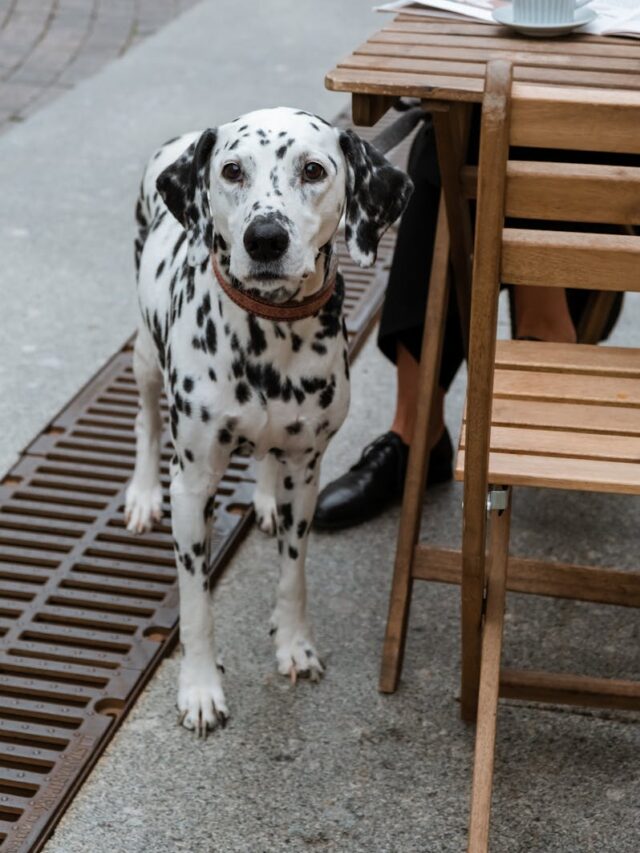 Dalmatians, family pets, reasons, affectionate, energetic, protective, intelligent, playful, social, loyal,