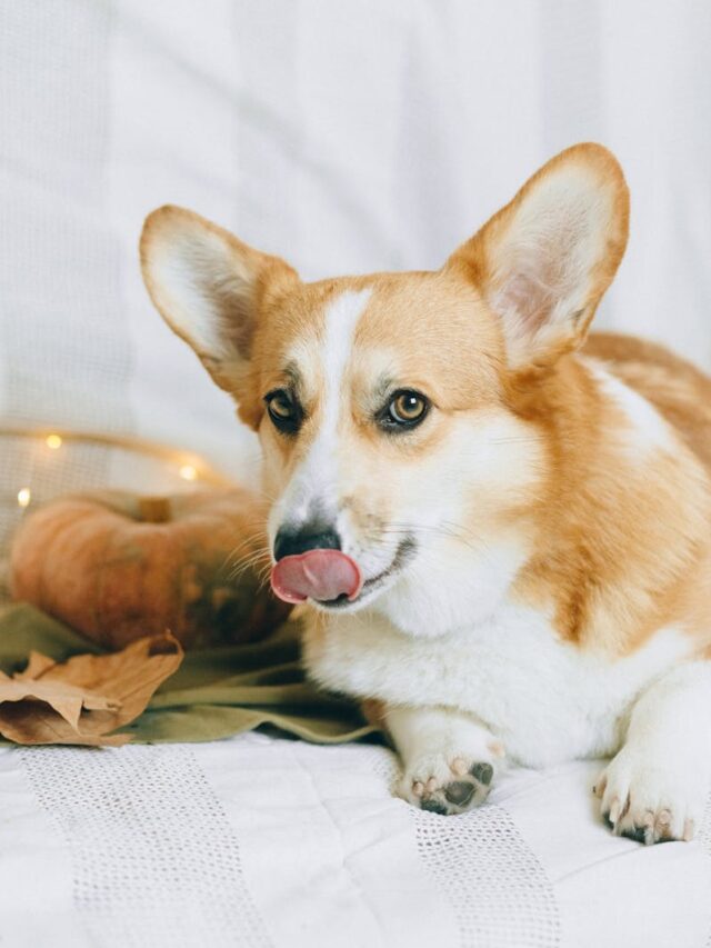 Pembroke Welsh Corgi, training tips, new owners, consistency, positive reinforcement, socialization, exercise, leadership, patience, professional help,