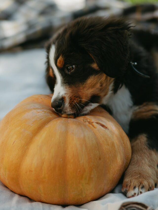 Bernese Mountain Dog, fun activities, hiking, fetch, swimming, agility, tug-of-war, hide and seek, dog sports,