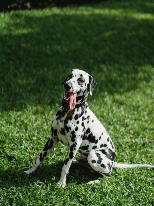 Dalmatian, characteristics, standout, spotted coat, energetic, friendly, alert, intelligent, playful, loyal,