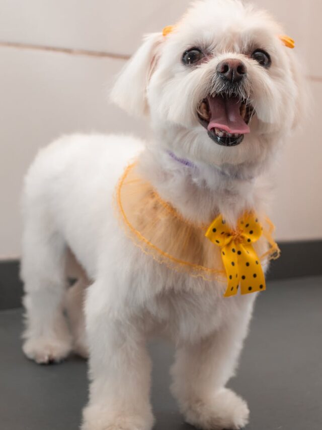 Bichon Frise, family pets, affectionate, playful, good with children, hypoallergenic, adaptable, easy to train, companionship,