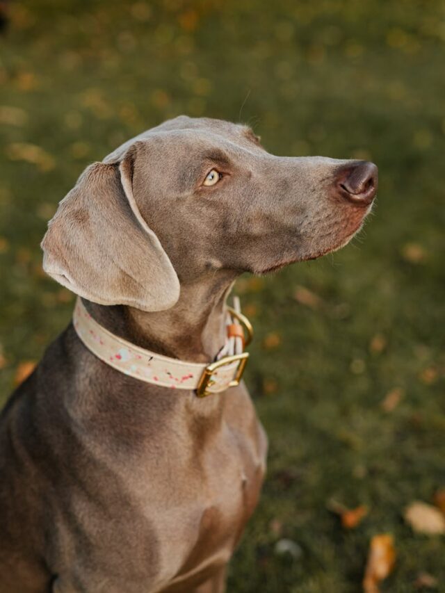 Weimaraners, fun activities, exercise, training, outdoor adventures, interactive toys, socialization, agility training, quality time,