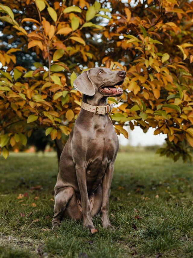 Weimaraners, grooming tips, brushing, bathing, nail trimming, ear care, teeth cleaning, grooming tools, professional grooming,