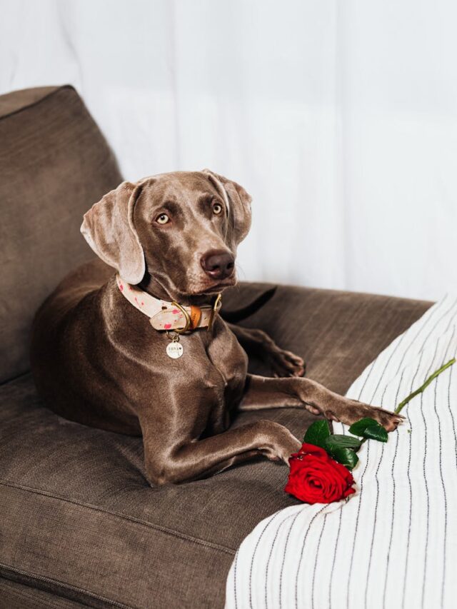 Weimaraners, training tips, new owners, socialization, exercise, positive reinforcement, consistency, patience, professional guidance,