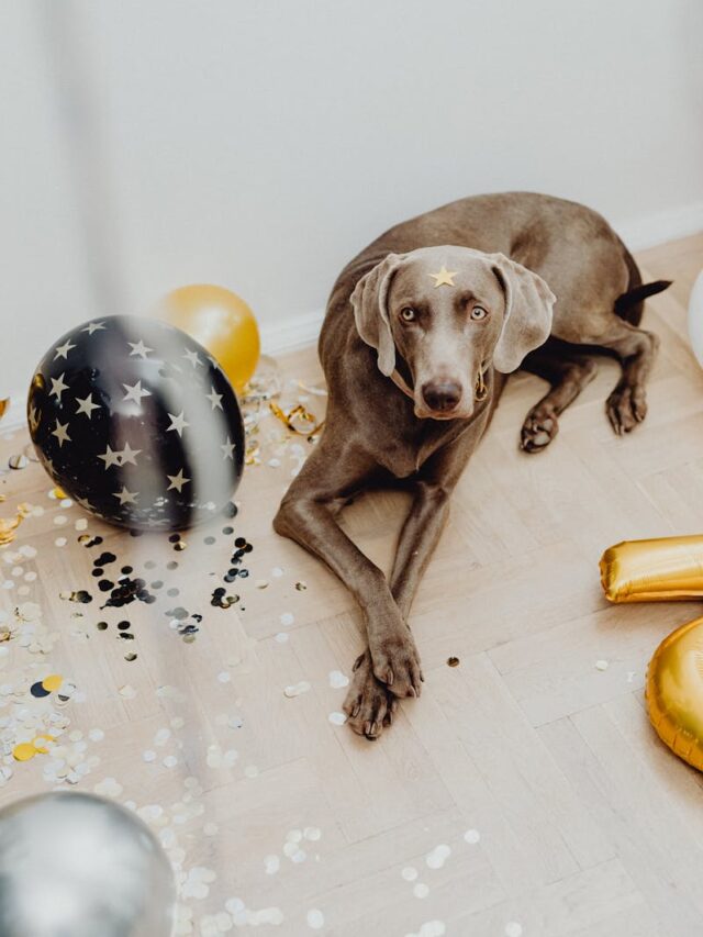 Weimaraners, family pets, affectionate, loyal, energetic, playful, intelligent, versatile, companionship,