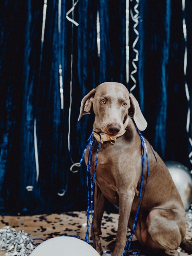 Weimaraners, bond, quality time, training, exploring nature, socialization, playtime, routine care, affection, praise,