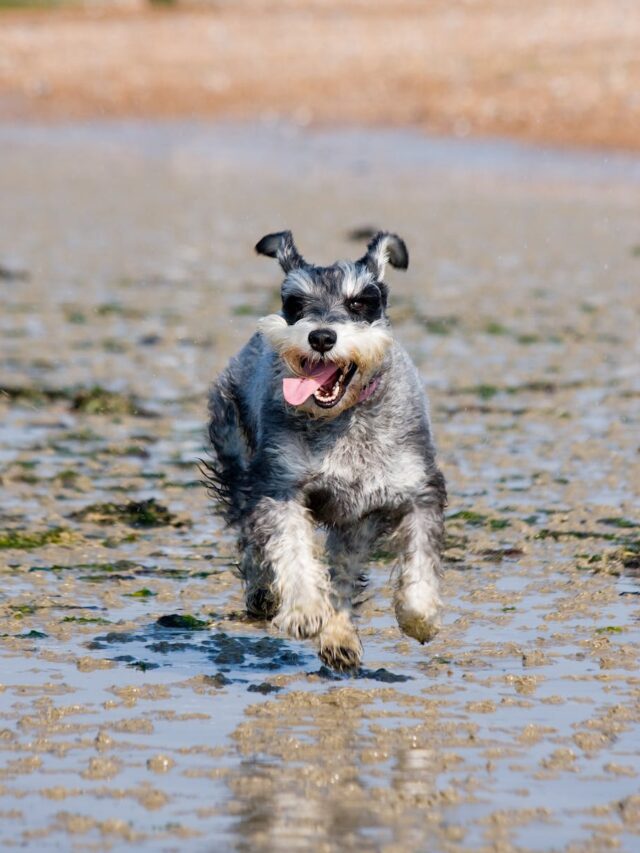 Miniature Schnauzer, characteristics, standout, intelligence, alertness, affectionate, courage, playfulness, loyalty, adaptability,