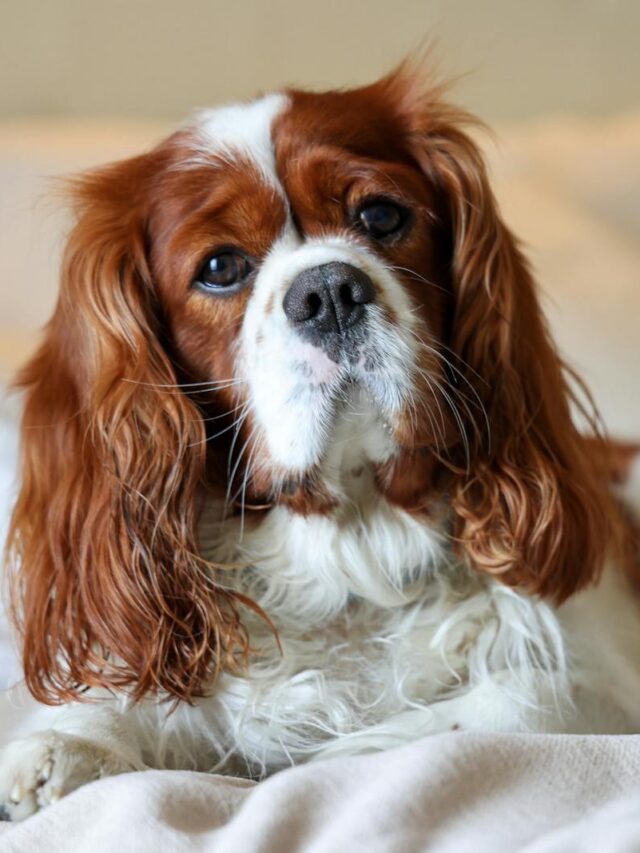 Cavalier King Charles Spaniels, training tips, new owners, obedience, behavior, patience, consistency, positive reinforcement, socialization, exercise, professional help,