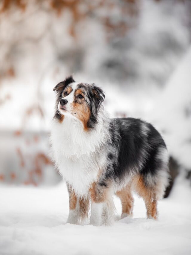 Australian Shepherds, bond, quality time, communication, grooming, adventures, training, cuddling, patience,