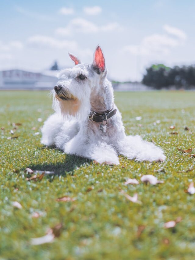 Miniature Schnauzer, health, issues, obesity, pancreatitis, bladder stones, diabetes, eye issues, dental problems, skin conditions,