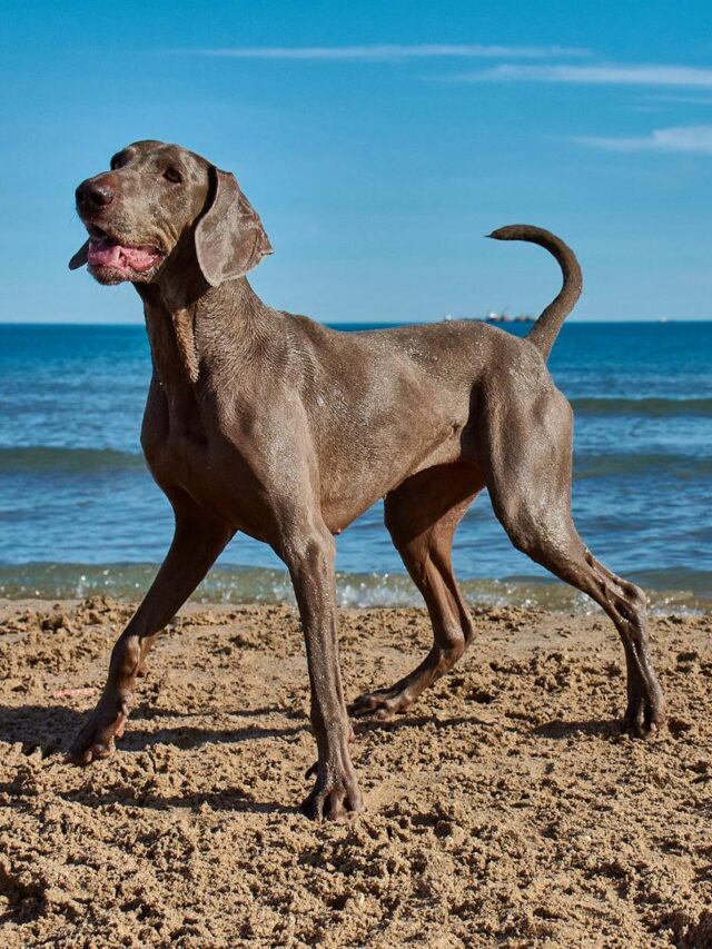 Weimaraners, characteristics, sleek, intelligent, energetic, affectionate, versatile, alert, independent,