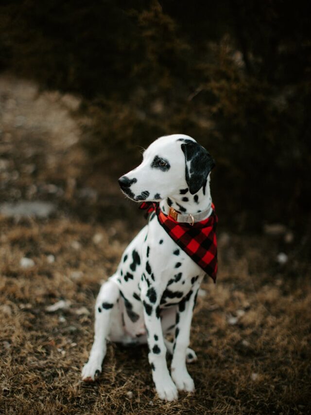 Dalmatian, grooming tips, sharp, brushing, bathing, ear care, nail trimming, dental hygiene, coat care, professional grooming,