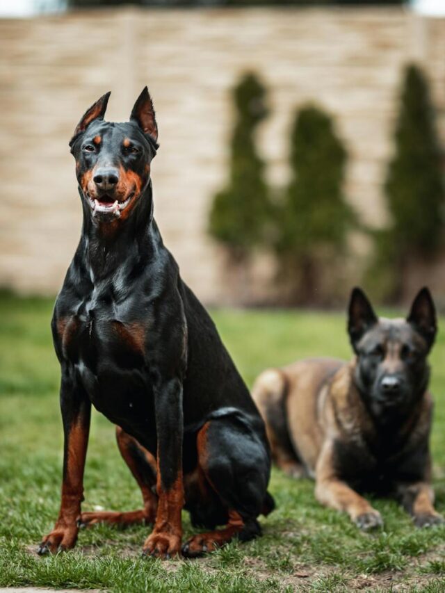 Doberman Pinschers, characteristics, standout, intelligence, loyalty, fearlessness, athleticism, alertness, elegance, adaptability,