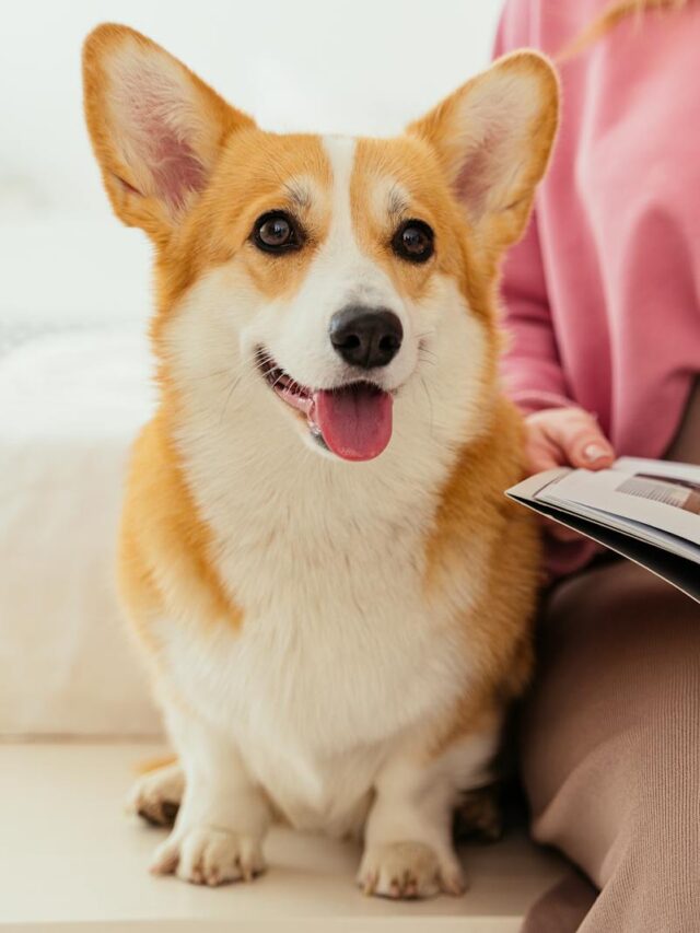 Pembroke Welsh Corgi, health issues, obesity, IVDD, hip dysplasia, PRA, DM, allergies, epilepsy,