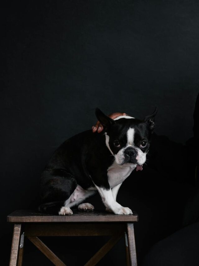 Boston Terrier, fun activities, playtime, agility, nose work, swimming, dog parks, training classes, interactive toys,