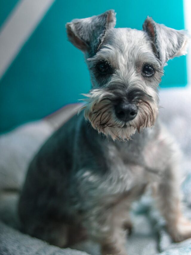 Miniature Schnauzer, activities, fun, happy, exercise, socialization, training, toys, bonding, treats, adventure,