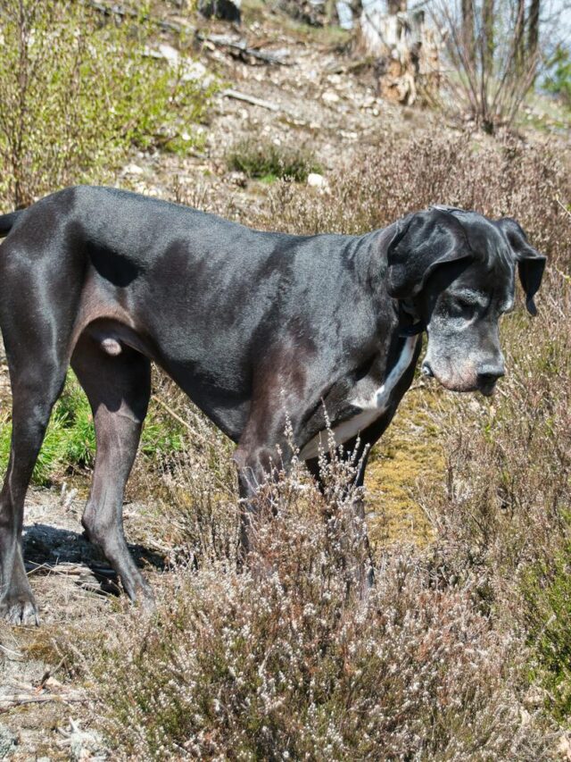 Great Danes, grooming tips, brushing, bathing, nail care, ear cleaning, dental hygiene, skin care, professional grooming,