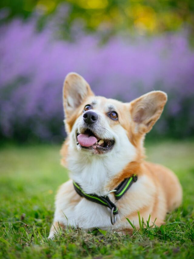 Pembroke Welsh Corgi, bond, ways, quality time, training, outdoor adventures, grooming, mealtime, relaxation, communication,