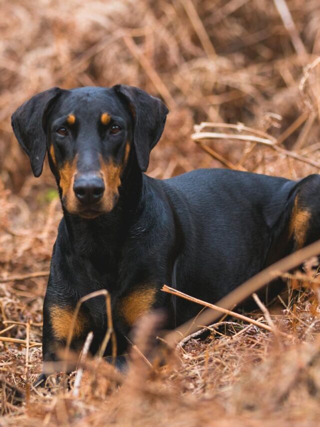 Doberman Pinschers, training tips, new owners, socialization, obedience, exercise, leadership, mental stimulation, positive reinforcement, patience,