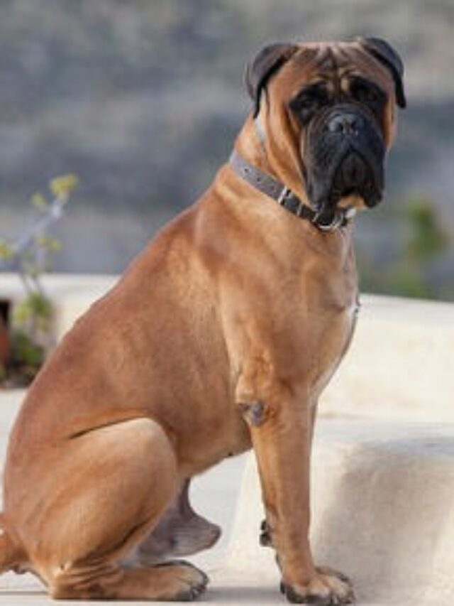 Bullmastiff, training tips, new owners, obedience, socialization, positive reinforcement, exercise, leadership,