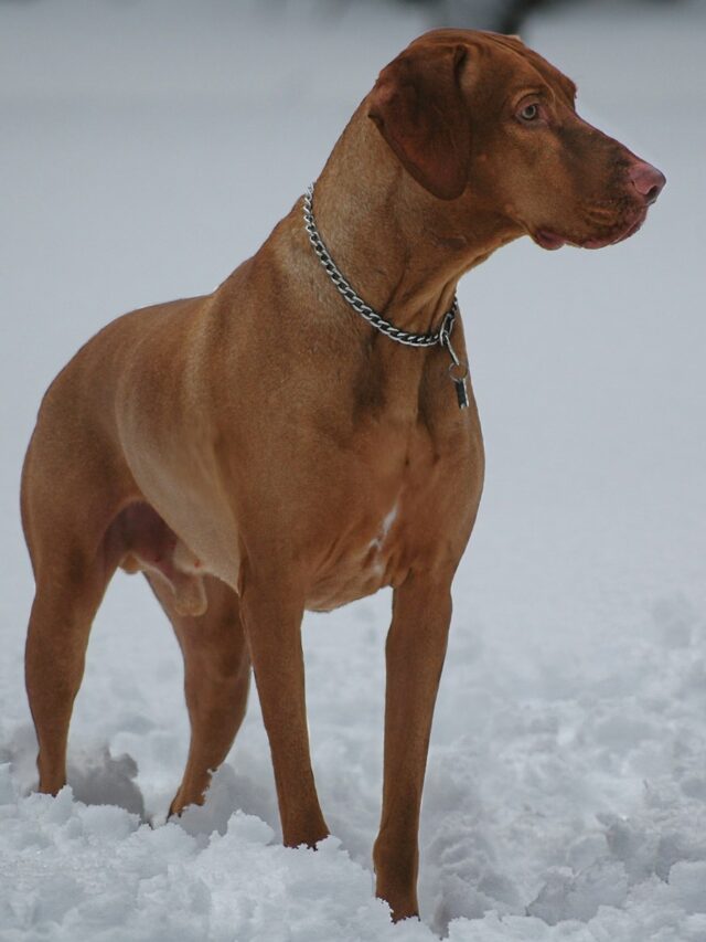 Vizsla, family pets, reasons, adaptability, affectionate, energetic, kid-friendly, trainable, protective, social,