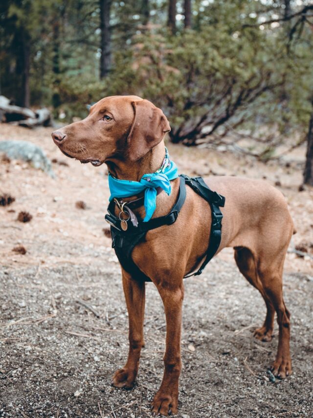 Vizsla, characteristics, traits, energetic, affectionate, intelligent, versatile, gentle, loyal, adaptable,