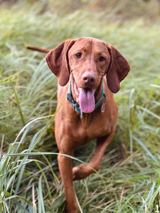 Vizsla, health issues, hip dysplasia, cancer, epilepsy, allergies, hypothyroidism, eye problems, bloat,