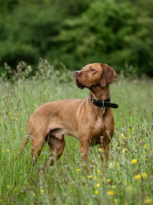 Vizsla, grooming tips, brushing, bathing, nail care, ear cleaning, dental care, eye care, professional grooming,